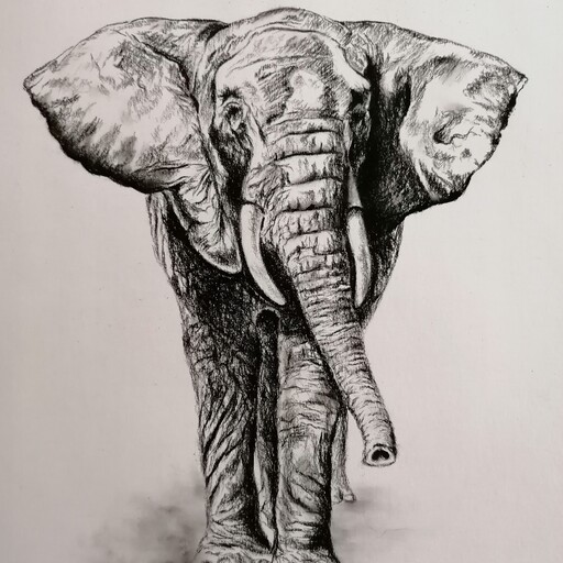 نقاشی سیاه قلم فیل همراه با قاب