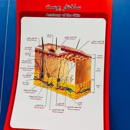 پوستر ساختار پوست مقوای ایندلبرد با چاپ عالی