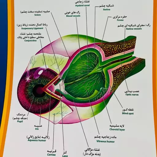 پوستر  ساختار کره چشم مقوایی ایندلبرد با چاپ عالی