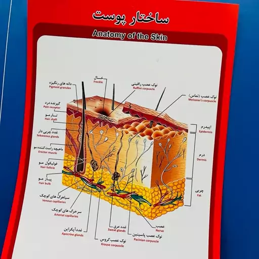 پوستر ساختار پوست مقوای ایندلبرد با چاپ عالی