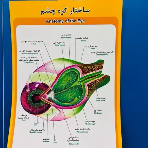 پوستر  ساختار کره چشم مقوایی ایندلبرد با چاپ عالی