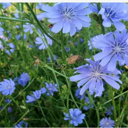 گیاه کاسنی (100گرمی) برگ کاسنی ، دمنوش کاسنی