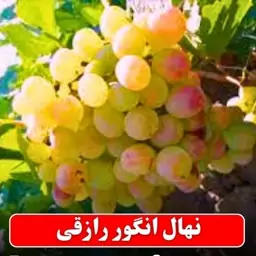 نهال انگور رازقی (حداقل ارسال 5 عدد ) (پس کرایه)