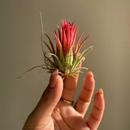 گیاه هوازی تیلاندسیا آیونانتا (Tillandsia Ionantha) کد 2 . ارسال به صورت پس کرایه 