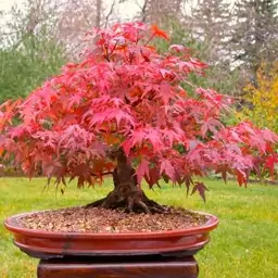 4 عدد بذر بونسای افرا قرمز ژاپنی - Japanese Red Maple