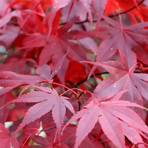 4 عدد بذر بونسای افرا قرمز ژاپنی - Japanese Red Maple