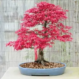 4 عدد بذر بونسای افرا مجنون - Dissected Japanese Maple