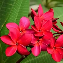 4 عدد  بذر گل معطر پلومریا  قرمز - Plumeria