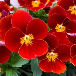 بذر گل بنفشه قرمز - Viola Red Flower