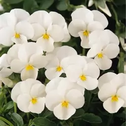 بذر گل بنفشه سفید - Viola White Flower