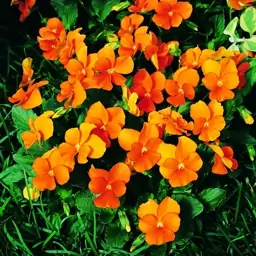 بذر گل بنفشه نارنجی - Viola Orange Flower