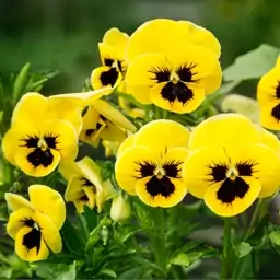 بذر گل بنفشه زرد خالدار - Viola Yellow Flower