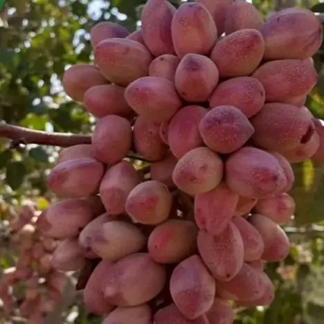 پسته فندقی تازه امسالی شورخندان(نیم کیلویی)بهترین انتخاب با امکان مرجوعی