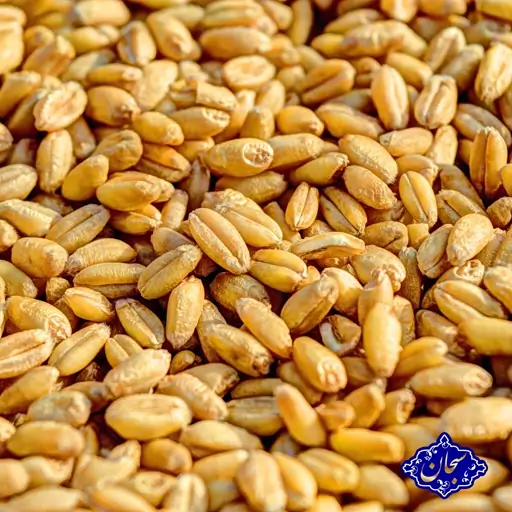 نشاسته گندم اعلا سبحان 500 گرمی (نشاسته گل یاس)