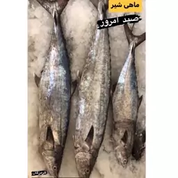 شیر ماهی. بسته های 1 کیلویی پاک شده 