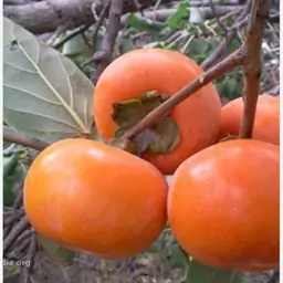 نهال خرمالو گوجه ای