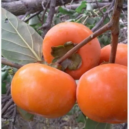 نهال خرمالو گوجه ای