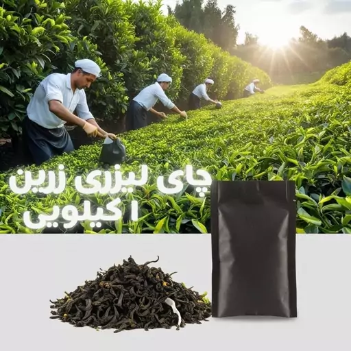 چای قلم لیزری زرین(وزین)بدون ساقه(نمونه)1 کیلویی اعلاء 