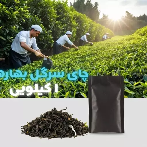 چای سرگل بهاره لاهیجان (نمونه) 1 کیلویی اعلاء 