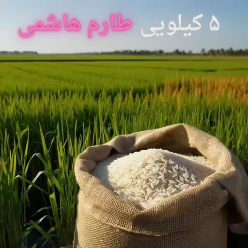 برنج طارم هاشمی ممتاز شمال امساله (5 کیلوگرم) اعلاء 