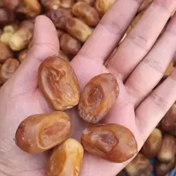 خرمای زاهدی نرم و گوشتی 1000 گرمی کنجیما