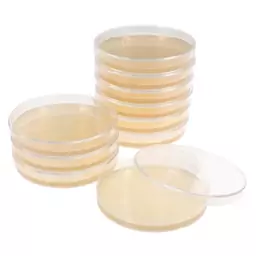 محیط کشت آماده برد پارکر آگار(baird parker agar) پلیت 8cm