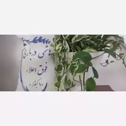 برنج هاشمی درباری