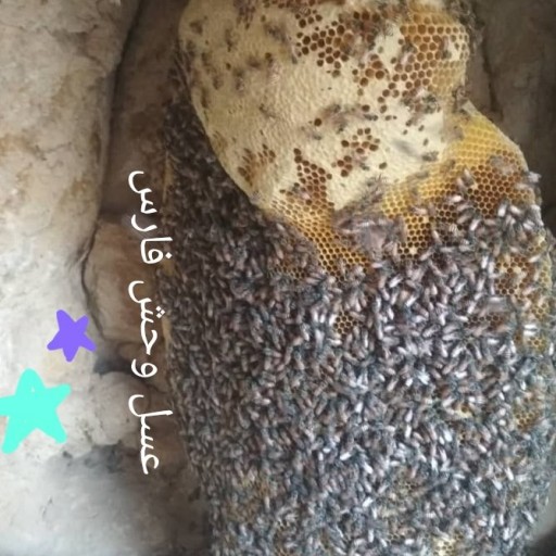 عسل وحش فارس تضمینی در وزن 1000گرمی