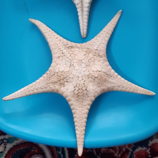 ستاره عمانی