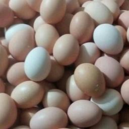 تخم مرغ بومی محلی (صد درصد طبیعی) دو عددی