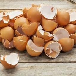 پوست تخم مرغ بومی و غیر بومی شسته شده (خریداریم و فروشنده)-خواص خوراکی،دندان،مو،کود- ماسک ، زیبایی و بهداشتی
