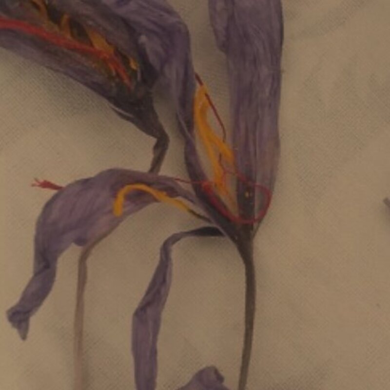 گل خشک  زعفران(تک گل  کامل) در بسته بندی جدا