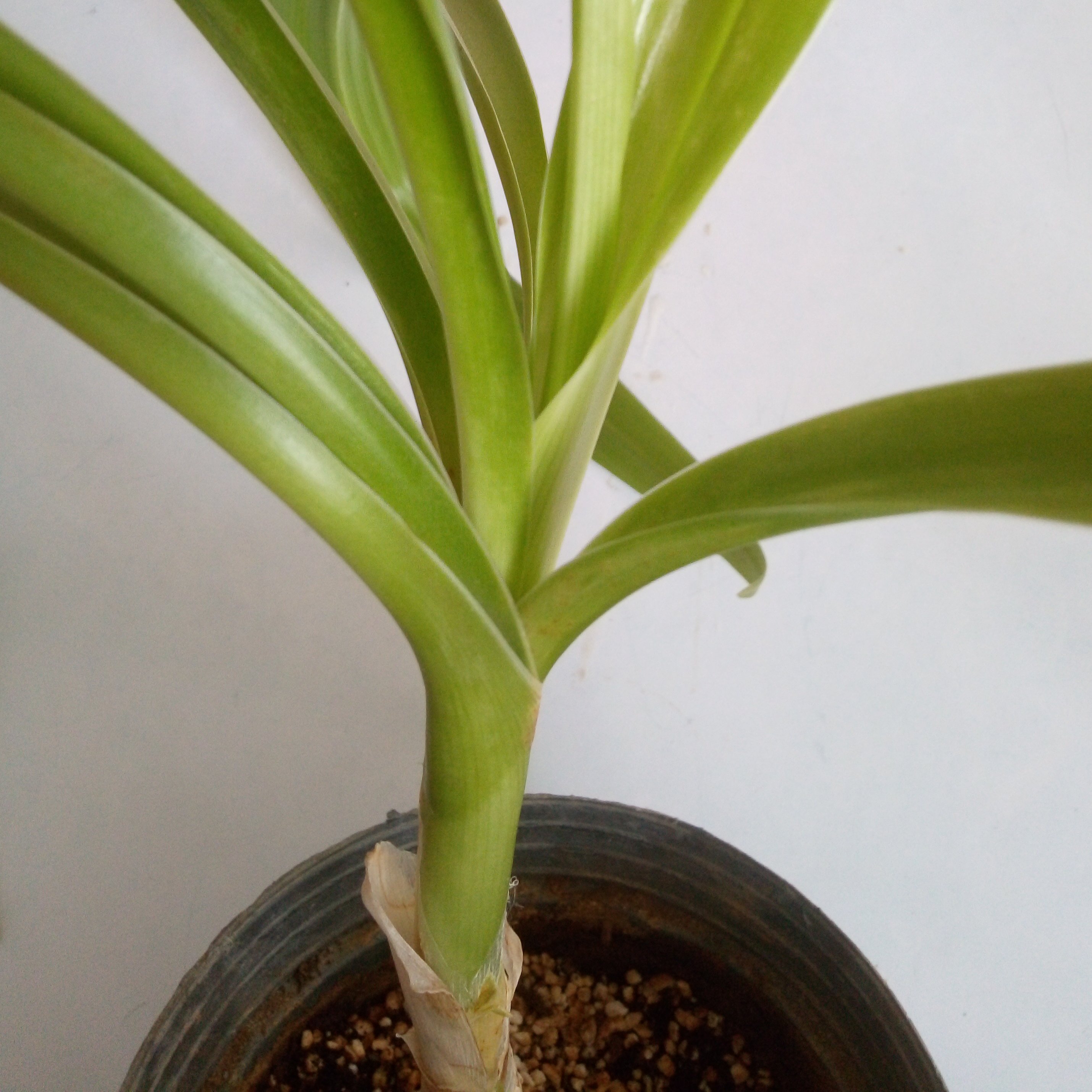 گلدان سوسن عنکبوتی