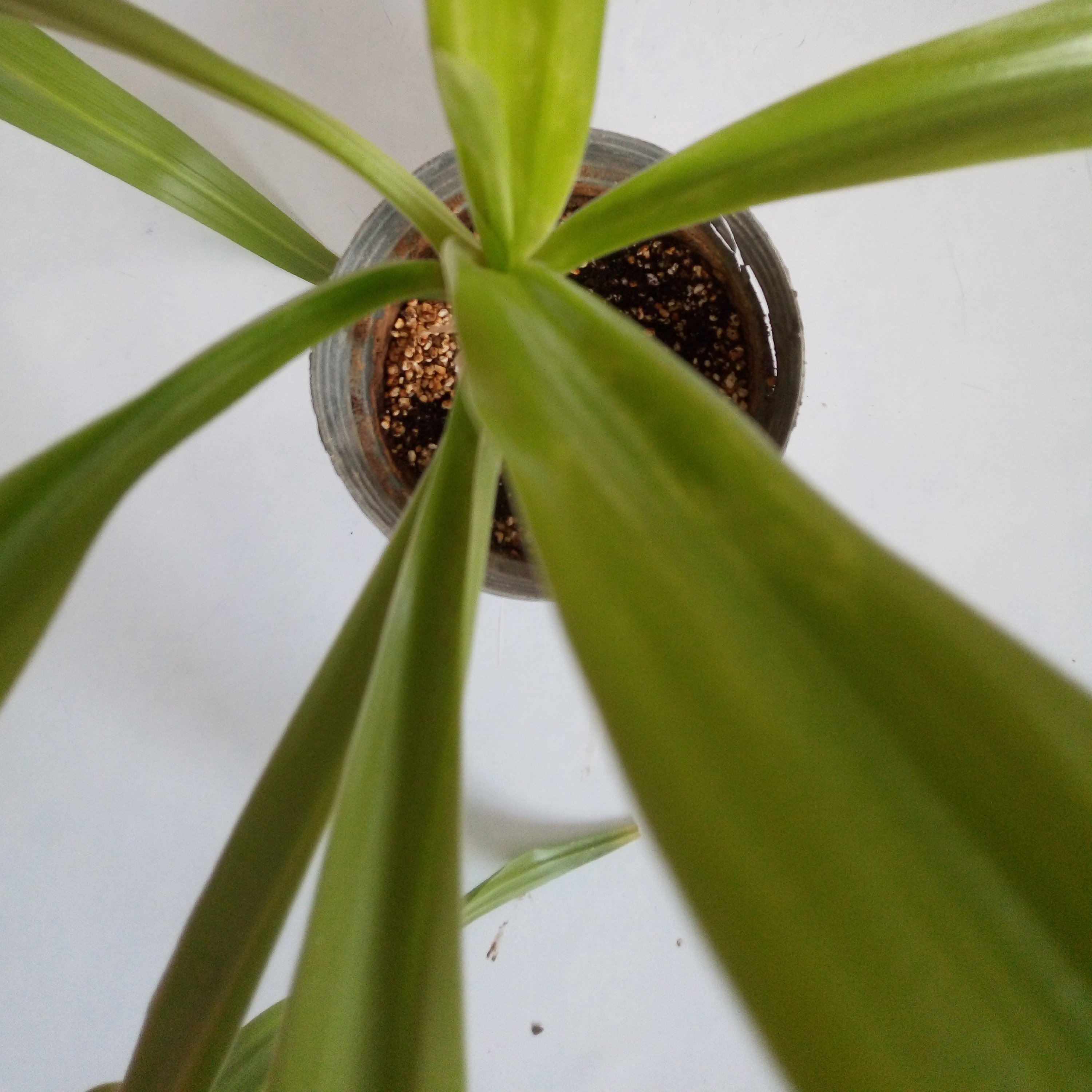 گلدان سوسن عنکبوتی