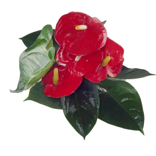 گل گلدانی آنتوریوم قرمز حامی 3 یا 4 گل