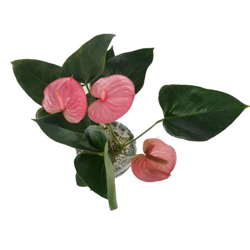 گل طبیعی گلدانی آنتوریوم صورتی 3 یا 4 گل