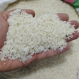 برنج هاشمی معطرفریدونکنارخوشپخت،قددار و خوشطعم با عطری مناسب 20کیلویی مستقیم از کشاورز بوجارشده
