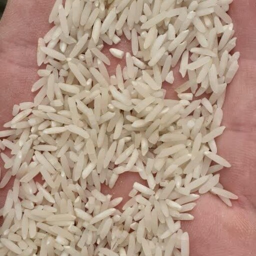 برنج پر محصول طلائی (50کیلویی) خوش پخت امساله صداقت