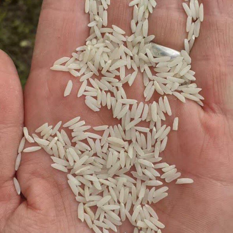 برنج طارم هاشمی (1کیلوئی) غربال و سورت شده صداقت
