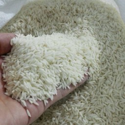 برنج طارم هاشمی عطری،محصول دشت پدری،دانه بلندو خالص،10 کیلویی