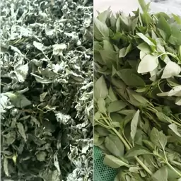 ریحان خشک سبز کاشان که از زمینهای حومه  تهیه و برگ و شسته و خشک شده با عطر و بویی فوق العاده در بسته  پنجاه گرمی بسته شد