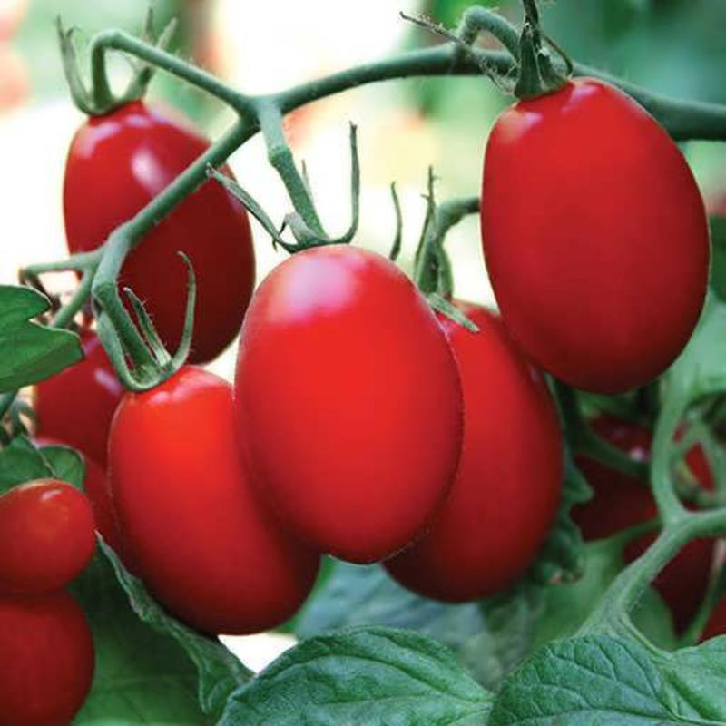 بذر گوجه فرنگی دیابولیک (هوای آزاد)  10 عددی