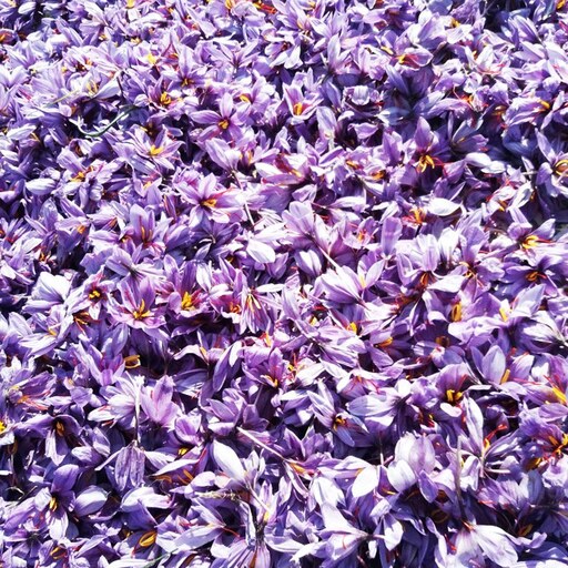 زعفران سرگل یک مثقال امسالی ممتاز محصول پایتخت زعفران و زرشک قائنات با اشانتیون