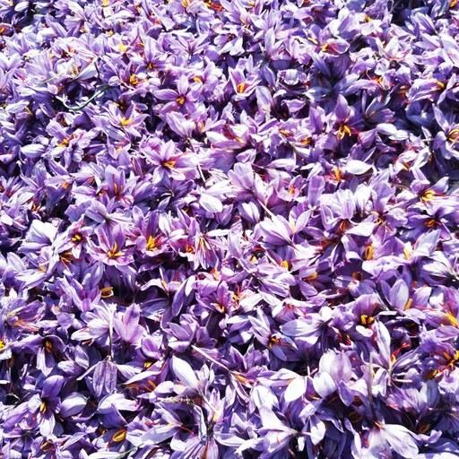 زعفران سرگل 2 گرمی  امسالی ممتاز محصول پایتخت زعفران و زرشک قائنات با اشانتیون