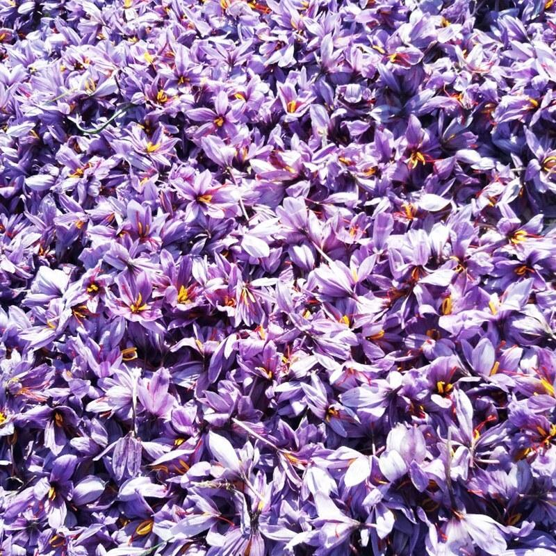 زعفران  سرگل 0.5 گرمی امسالی ممتاز محصول پایتخت زعفران و زرشک قائنات با اشانتیون