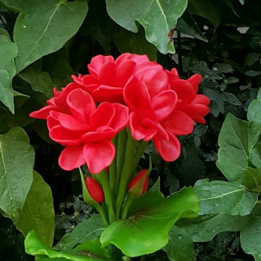 گل شمعدانی