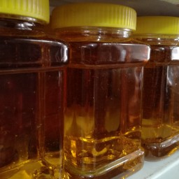 عسل تغذیه زنبوری یک کیلویی