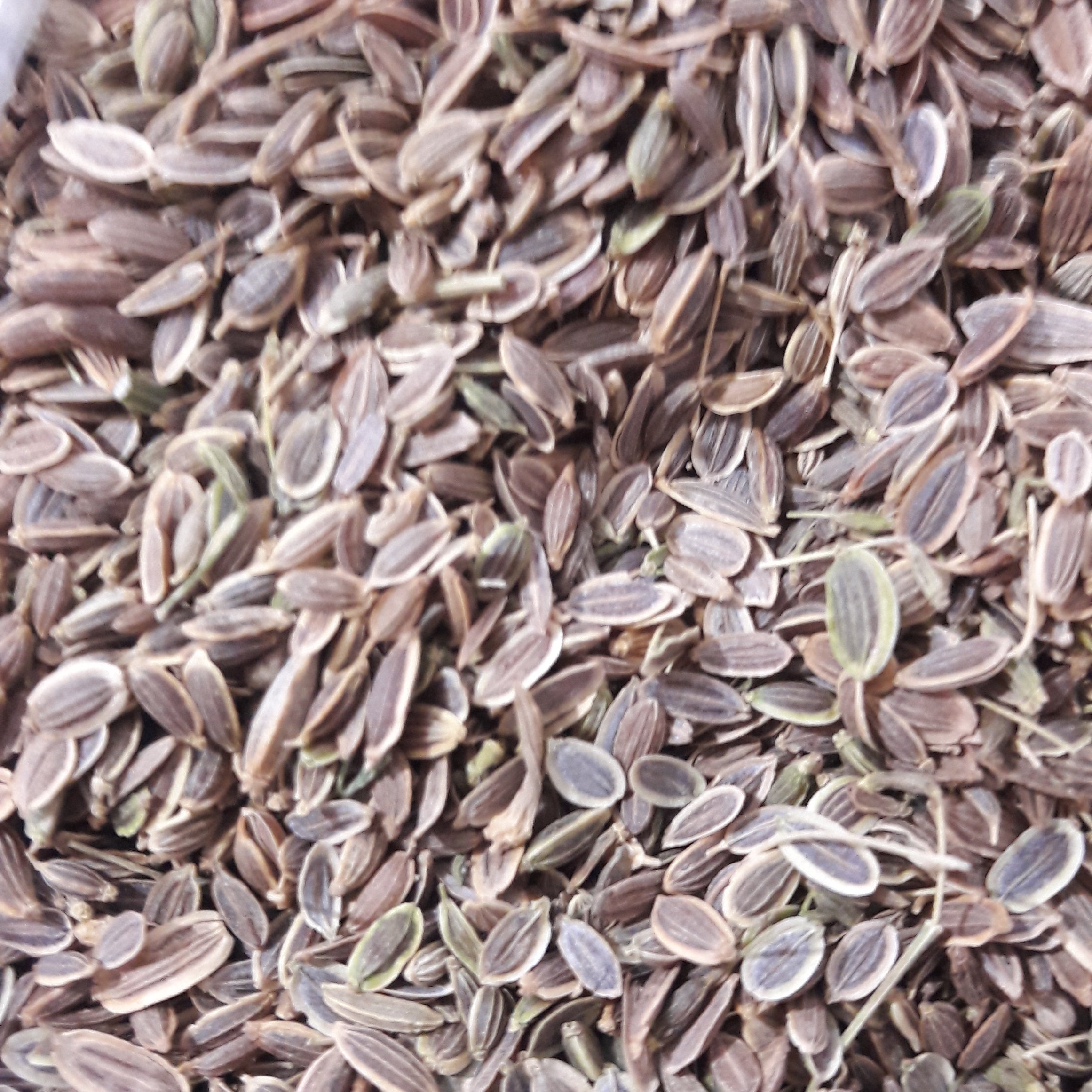 تخم شوید 100 گرمی