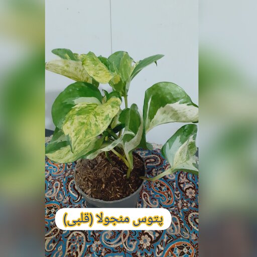 گل پتوس منجولا ( برگ قلبی )  2بوته ریشه دار هزینه ارسال پس کرایه