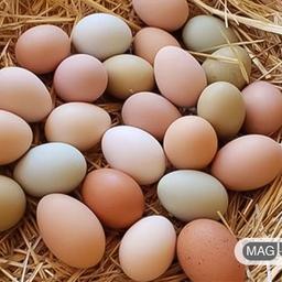 تخم مرغ محلی 